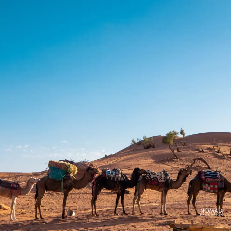 2 Days Zagora Desert Tours from Marrakech