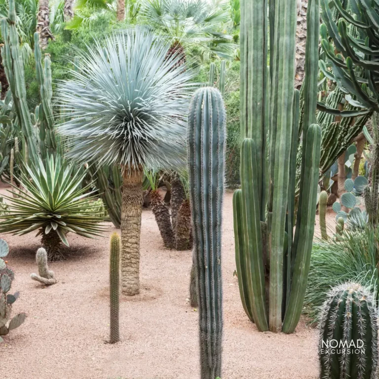 Private Majorelle Garden Guided Tours and Tickets